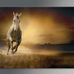 16x10 Digital Printed Canvas Vintage Wild Horse To..