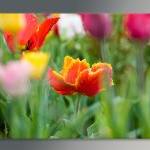16x10 Digital Printed Canvas Tulip Flower To Your..